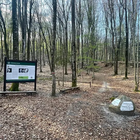 Lesny Sentyment Na Gwizdowce Na Kaszubach