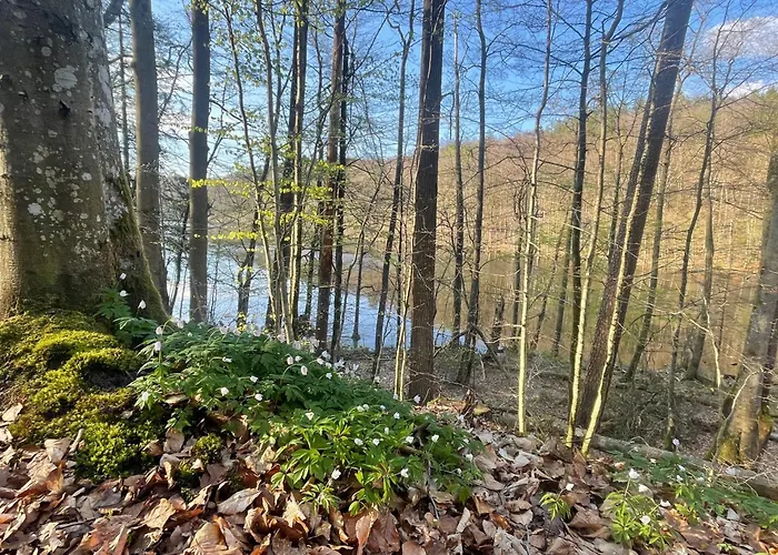 Lesny Sentyment Na Gwizdowce Na Kaszubach *